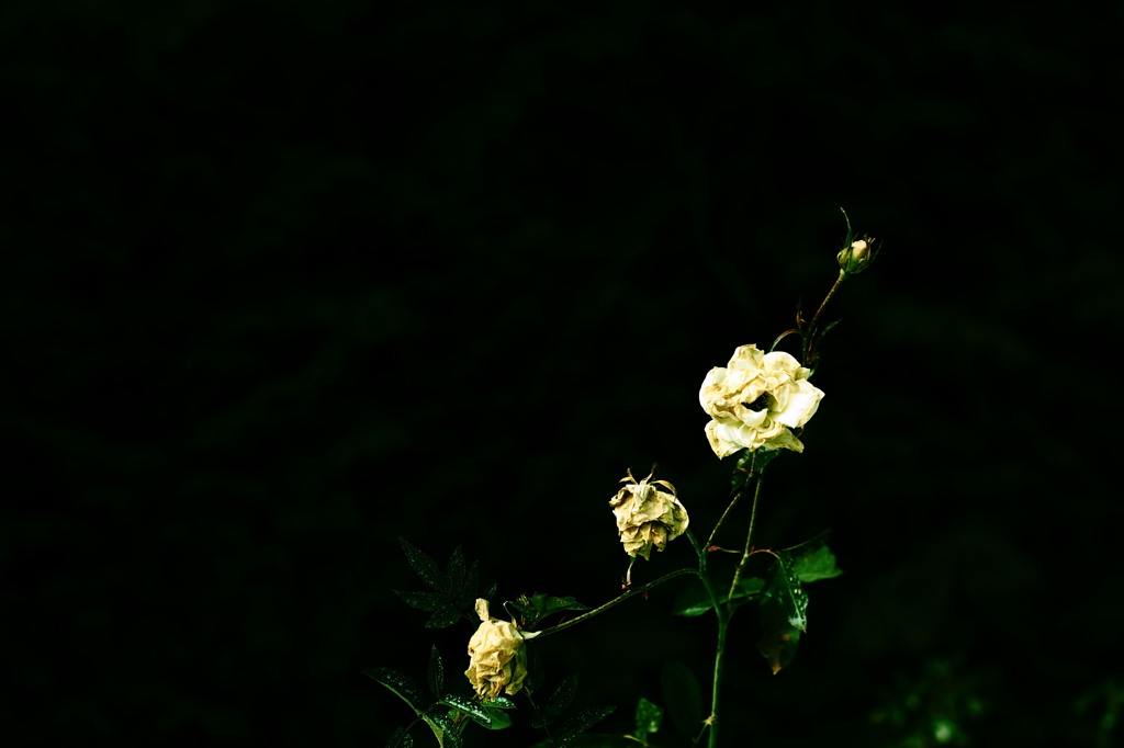 栄花必衰