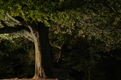 夜の木陰