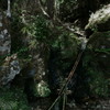 苔清水
