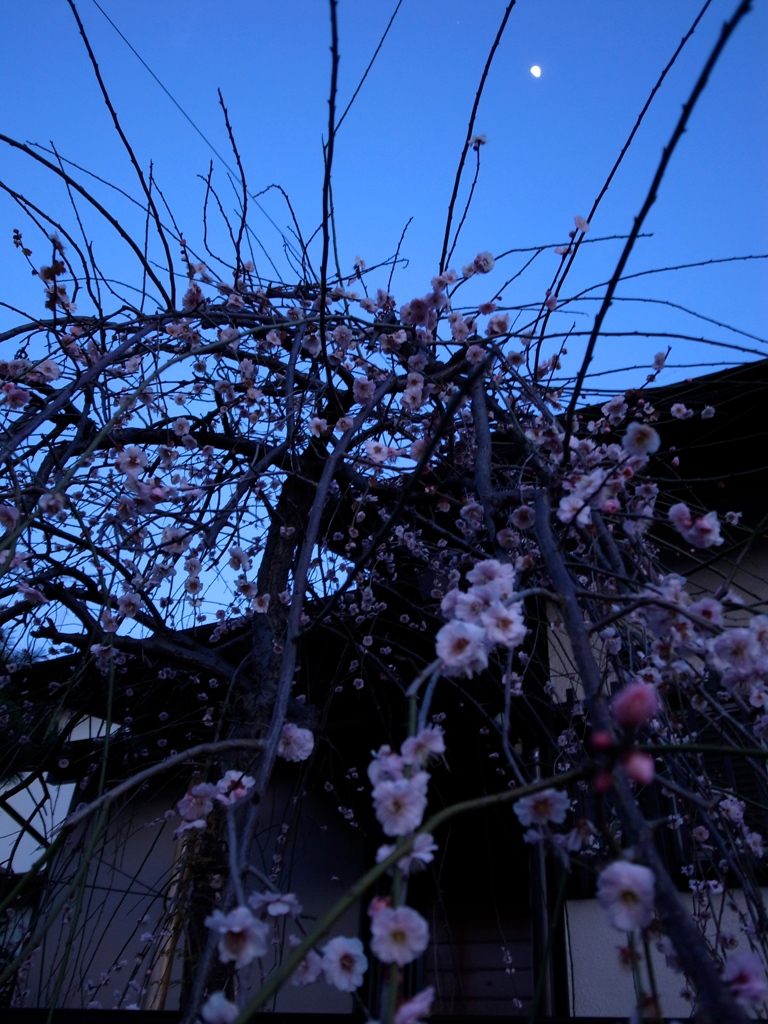 しだれ梅