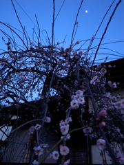 しだれ梅