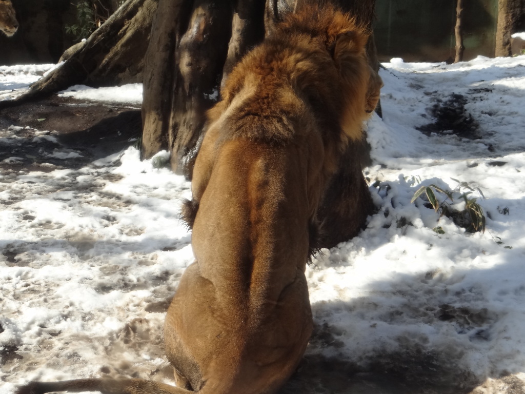 雪の日の上野動物園　ライオン(1)