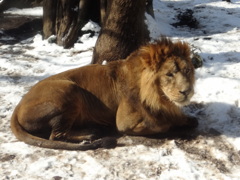 雪の日の上野動物園　ライオン(3)