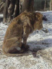 雪の日の上野動物園　ライオン(2)