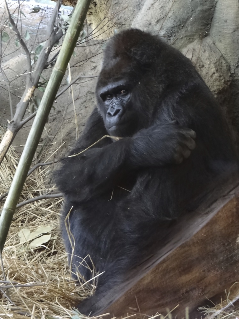 雪の日の上野動物園　ゴリラ