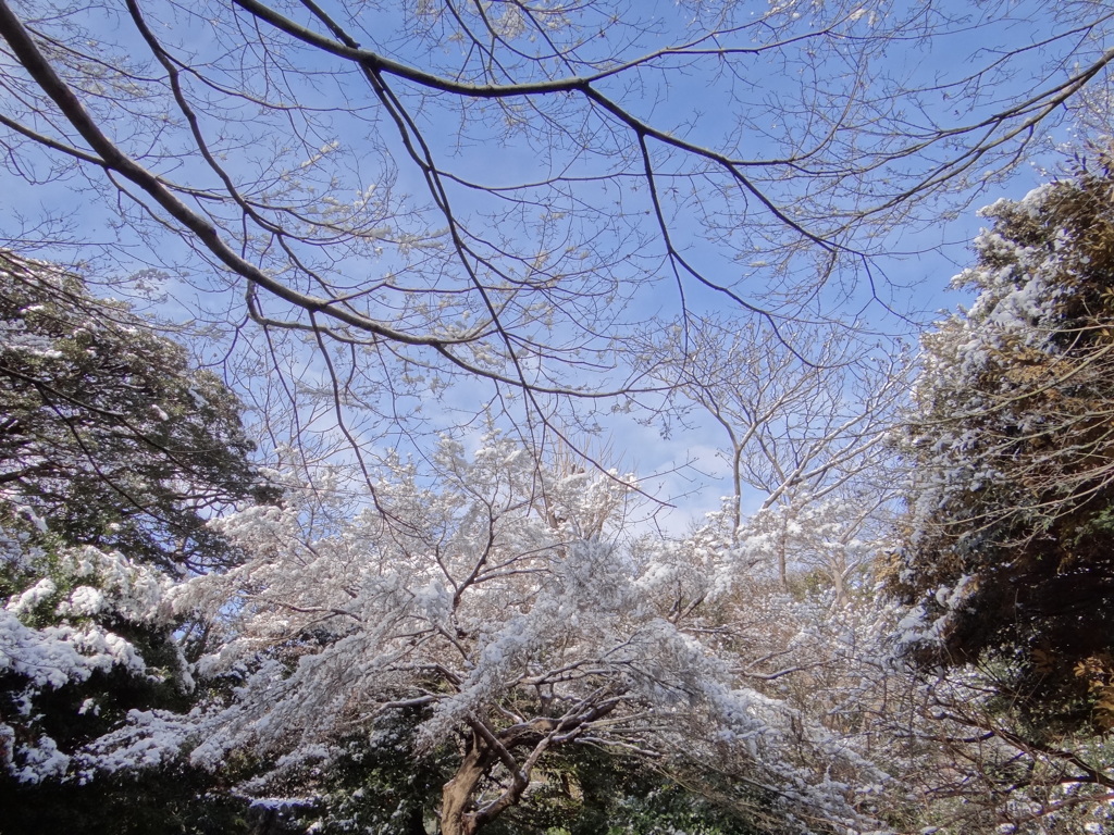 雪の日の上野動物園
