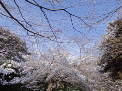 雪の日の上野動物園