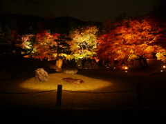 2013　高台寺夜間特別拝観