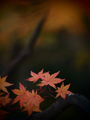 常寂光寺の紅葉