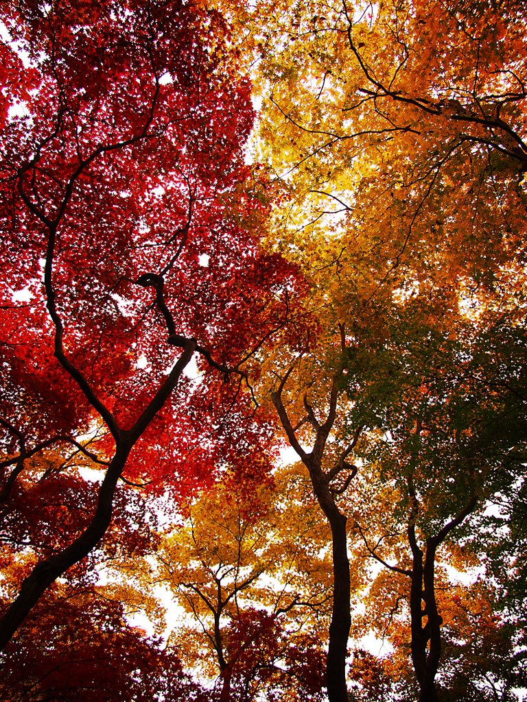 常寂光寺の紅葉