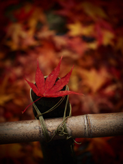 常寂光寺の紅葉