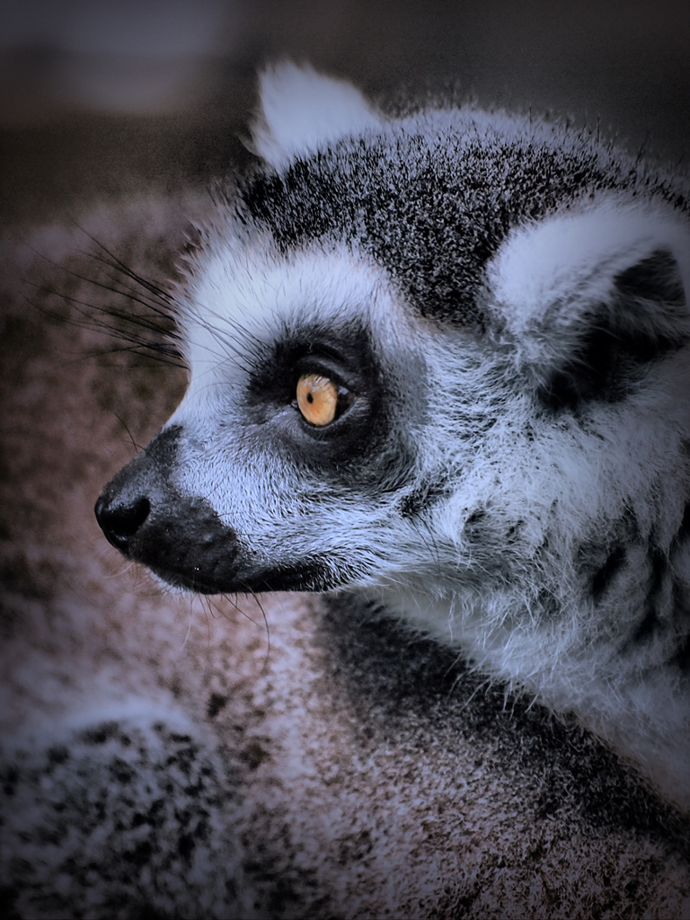 ワオキツネザル