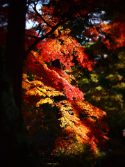 南禅寺の紅葉