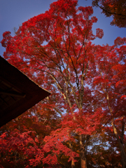 常寂光寺の紅葉