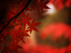真如堂の紅葉