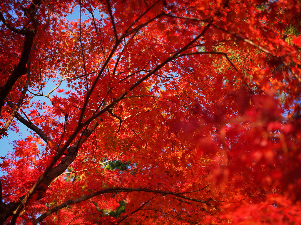 南禅寺の紅葉