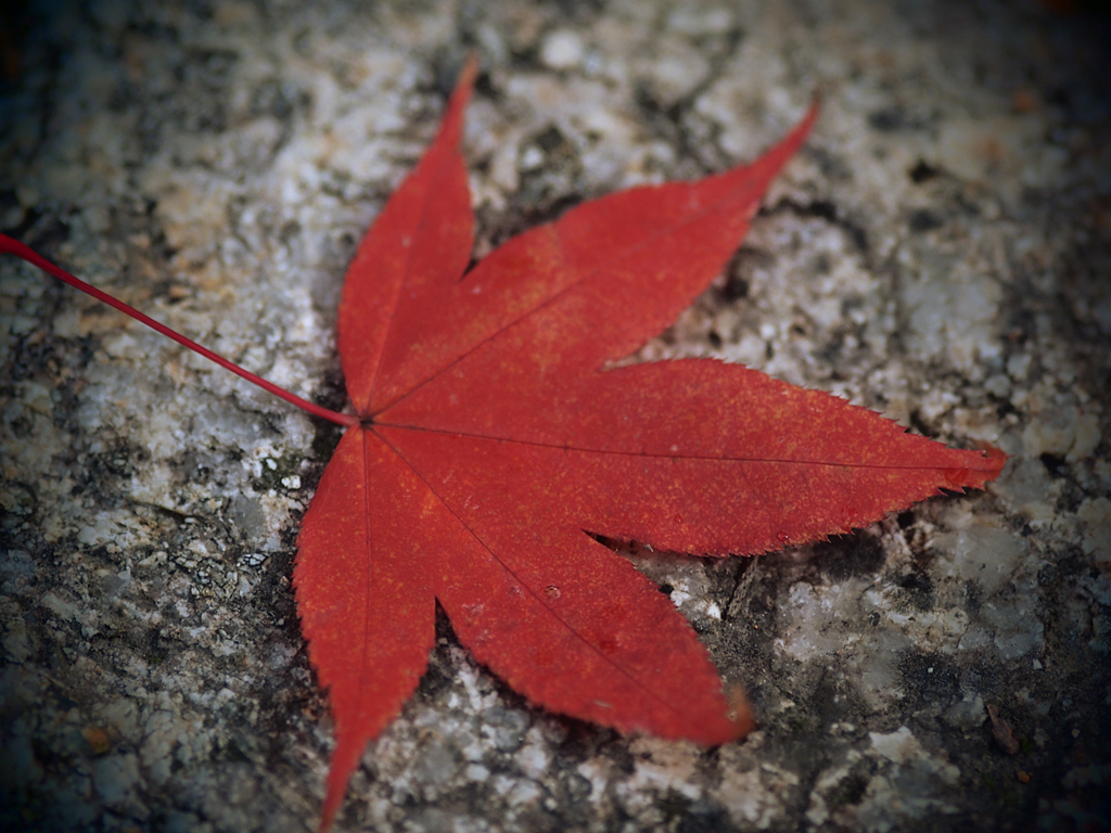 南禅寺の紅葉