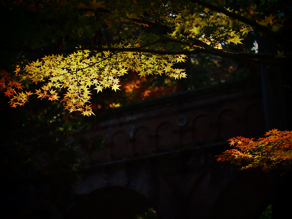 南禅寺の紅葉
