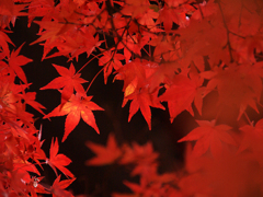 真如堂の紅葉