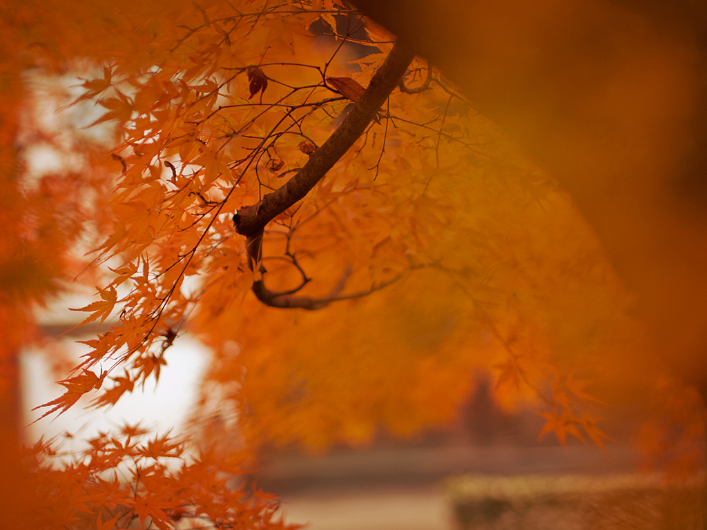 東福寺の紅葉