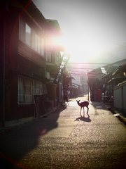 宮島の鹿