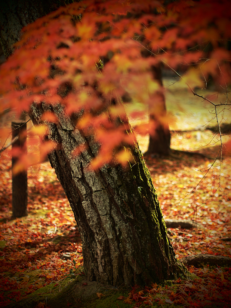 南禅寺の紅葉