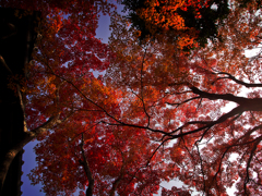 常寂光寺の紅葉