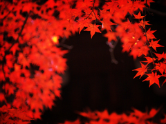 真如堂の紅葉