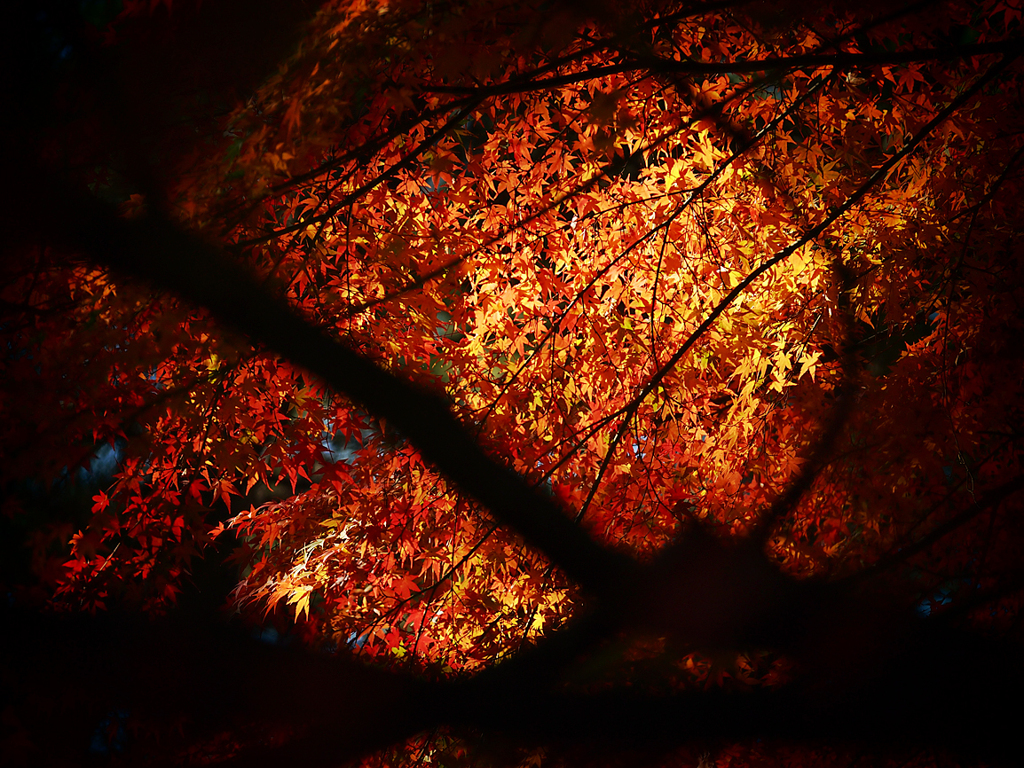 南禅寺の紅葉
