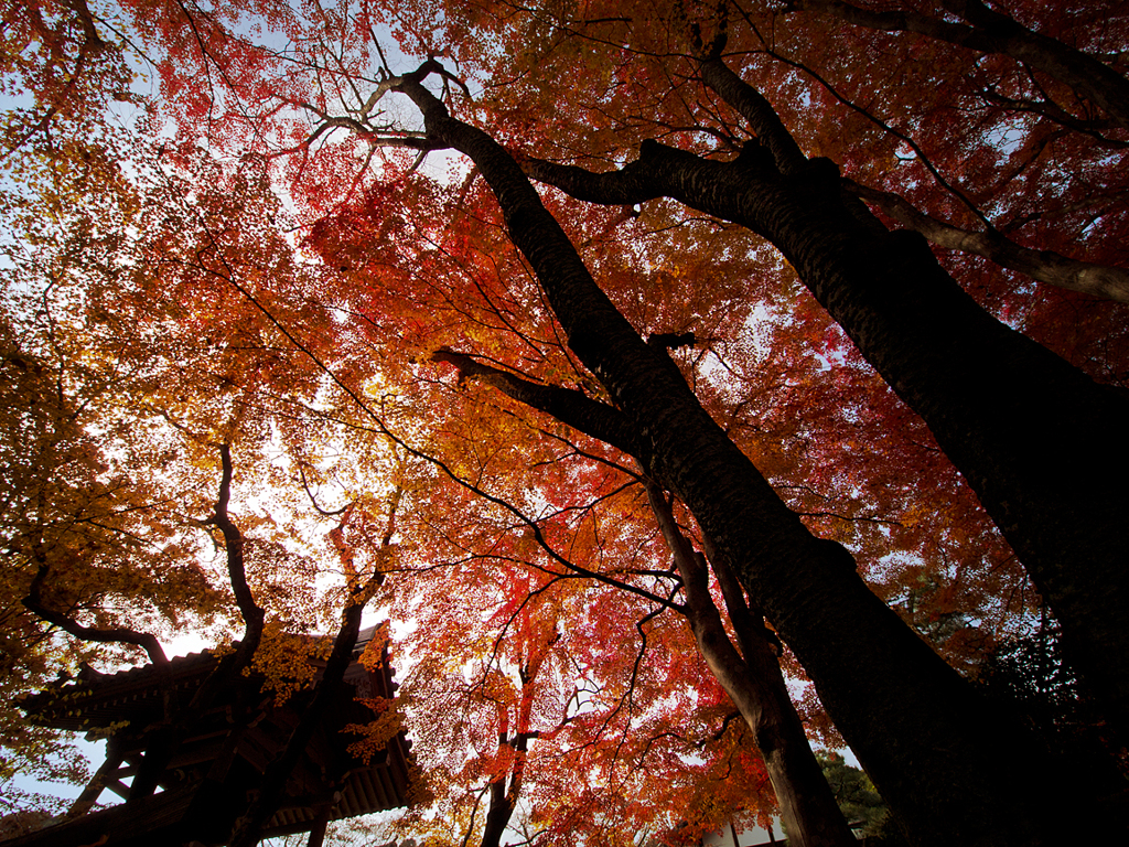 常寂光寺の紅葉