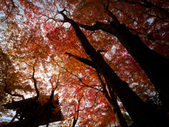 常寂光寺の紅葉