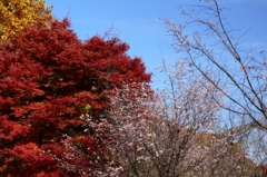 秋なの？春なの？