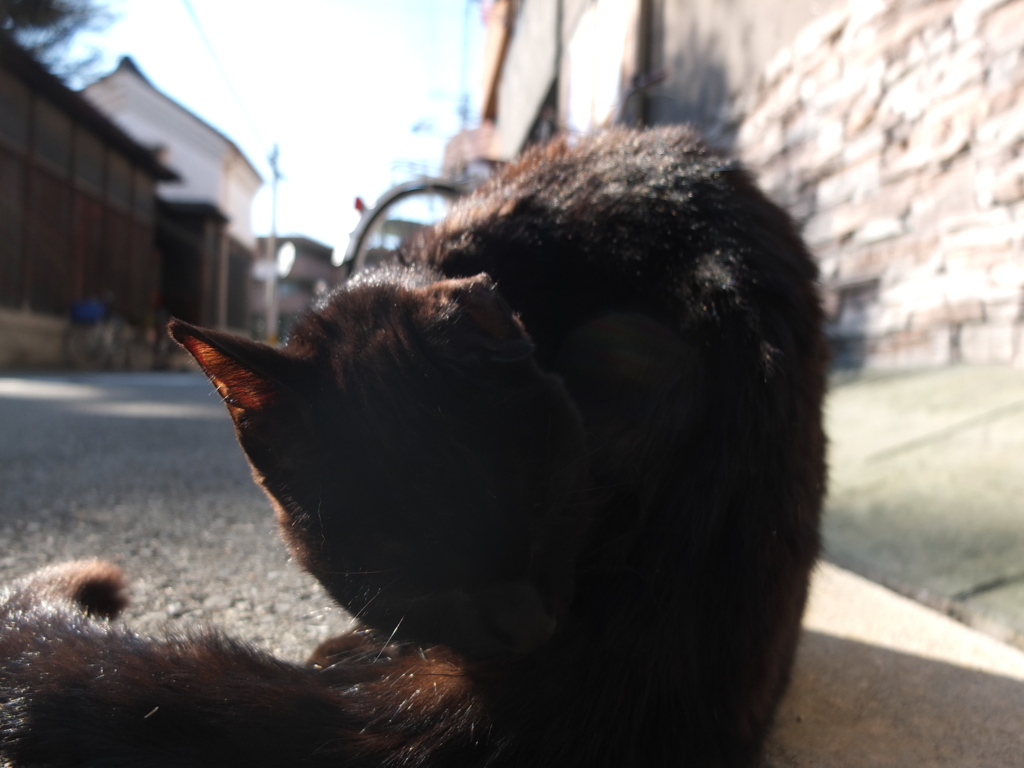 毛繕い