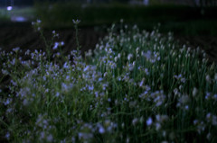 Onion Flower