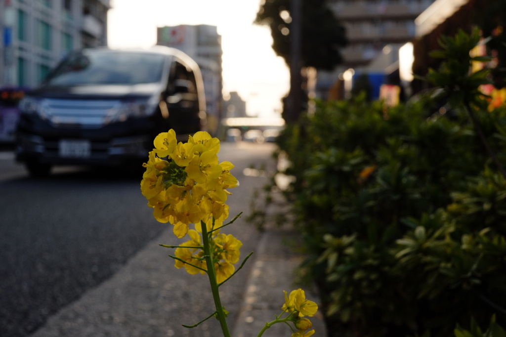 菜の花