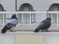 鳩ふたり