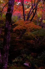 常寂光寺 -紅葉-