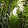嵐山 -竹林-