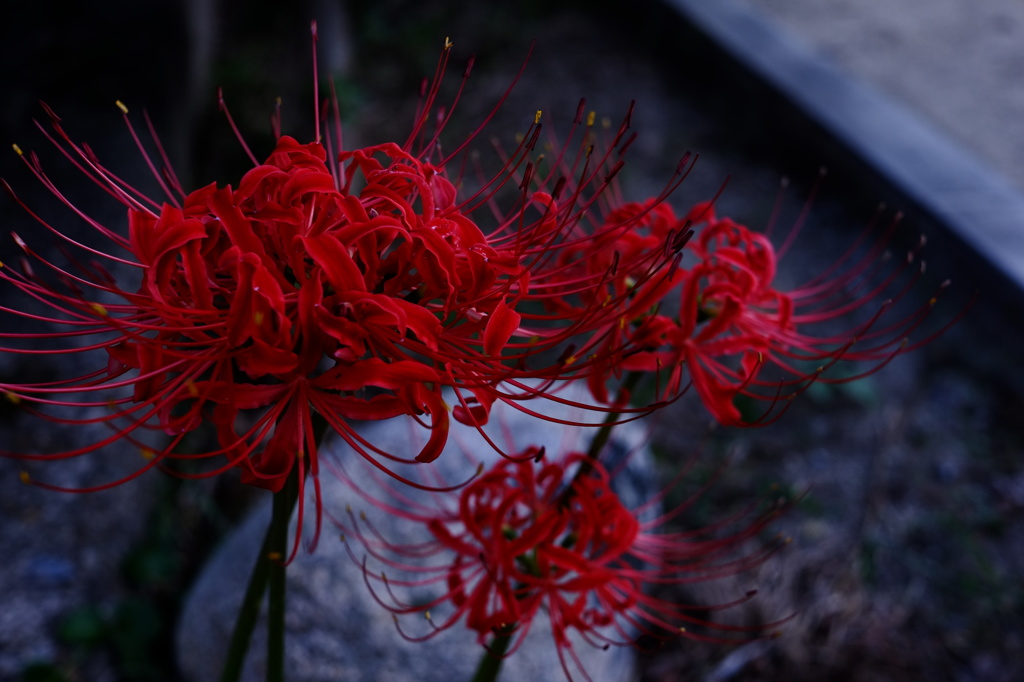 彼岸花、紅