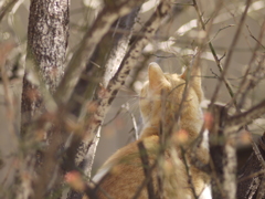 樹上の猫は何を見る