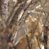 樹上の猫は何を見る