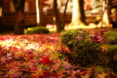 紅葉　葉落ち