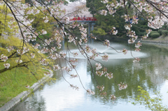 サクラのある公園
