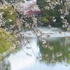 サクラのある公園