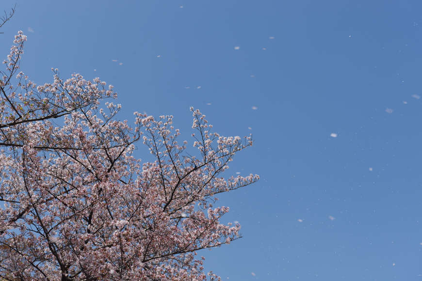花片が舞い散る