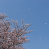 花片が舞い散る