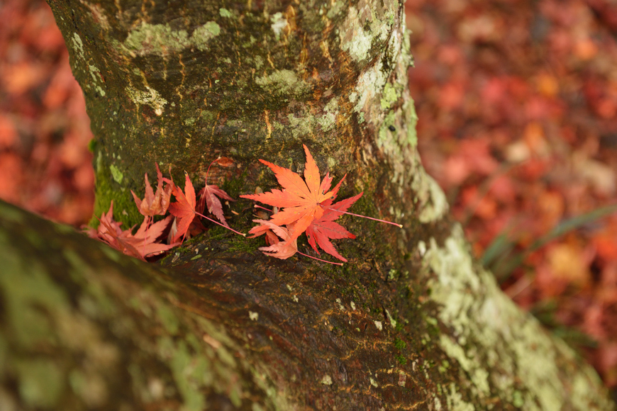 紅葉