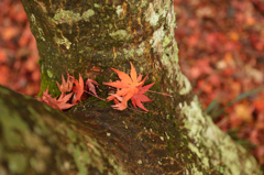 紅葉