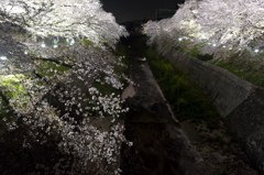 夜桜　２