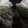 夜桜　２